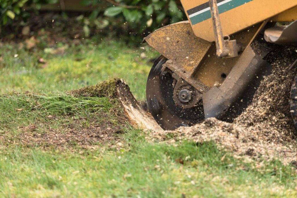 Tree Stump Grinding & Removal Services