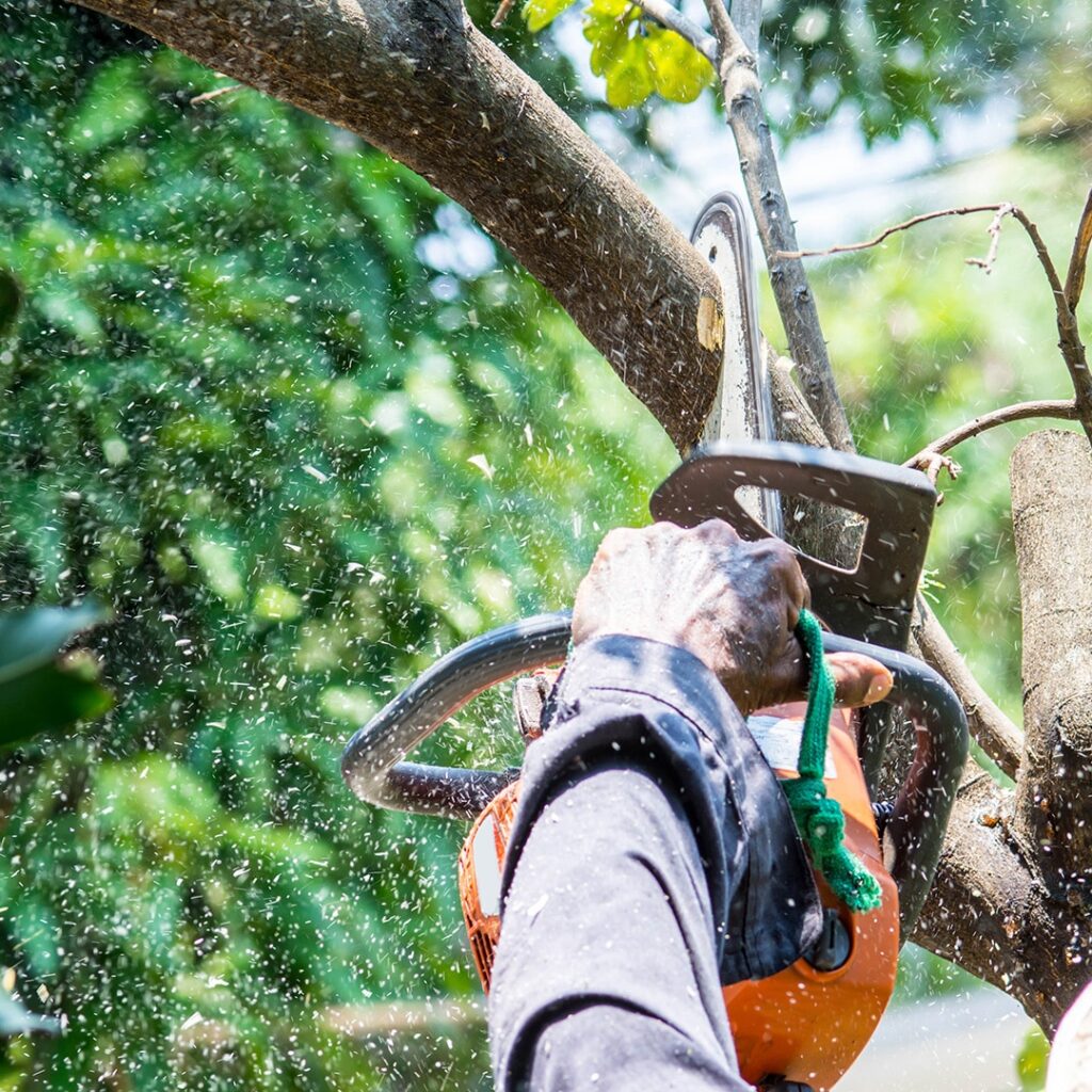Tree Trimming & Pruning Services in the West Chicago Suburbs.